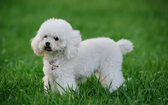 纯种贵宾犬多少钱一只