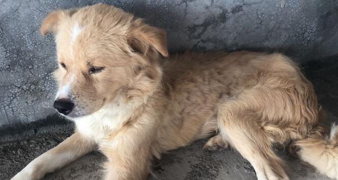 狗狗为什么口吐黄色泡沫呢