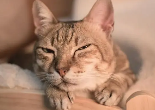 为什么猫咪对人眯眼