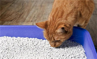 为什么猫会故意把猫砂扒出来