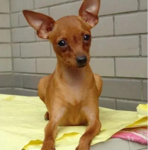 小鹿犬价格是多少钱?如何正确评估价值 小鹿犬价格是多少钱?如何正确评估价值