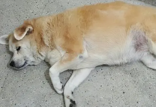 狗鼻子干没精神 爱趴下