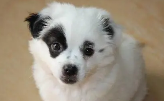 狗狗脸上长毛是为了什么