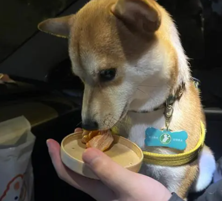 狗狗长期吃三文鱼边角料好吗 狗狗长期吃三文鱼边角料好吗
