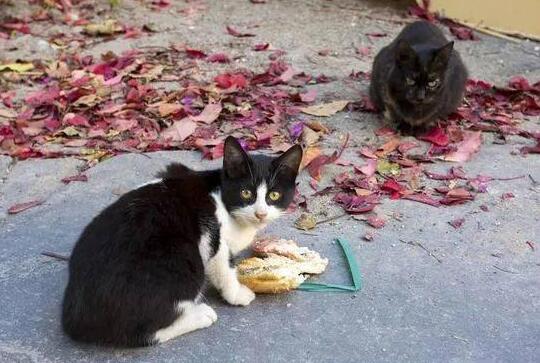 喂流浪猫因果报应