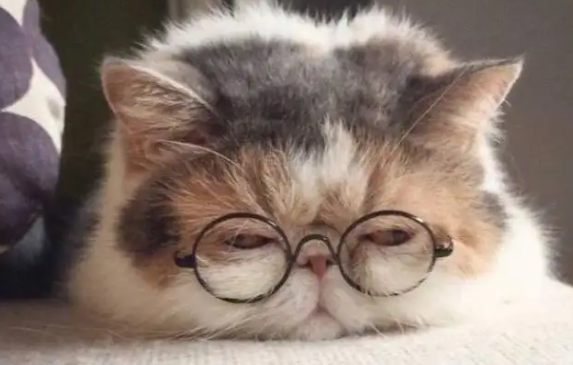 猫的睡姿看信任 猫的睡姿看信任
