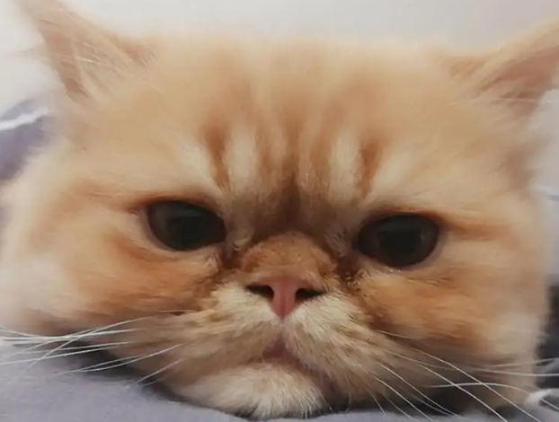 猫咪泪痕分泌物红棕色怎 猫咪泪痕分泌物红棕色怎