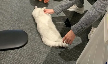 公司养大肥猫，员工休息可撸猫，网友：不说了面试去！