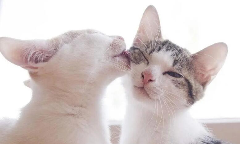 猫咪为什么舔别人的毛发呢