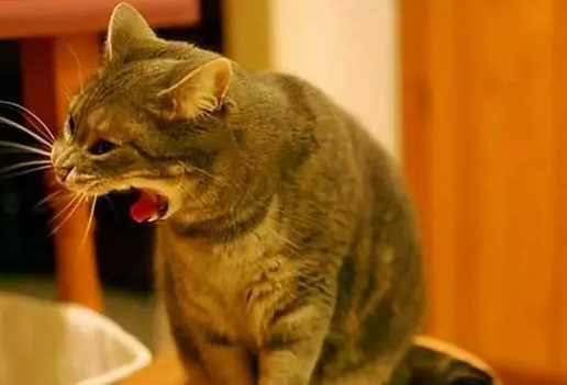 猫咪怀孕后为什么要吐了