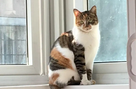 猫在家无缘无故消失了 猫在家无缘无故消失了