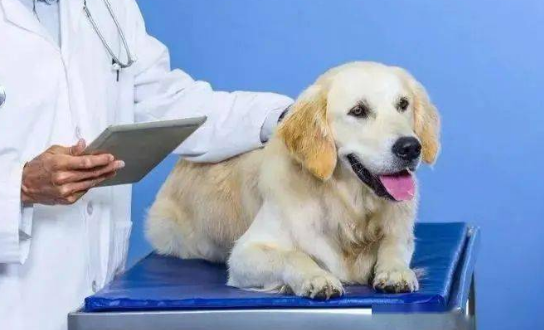 动物医学和宠物医学哪个好点 动物医学和宠物医学哪个好点