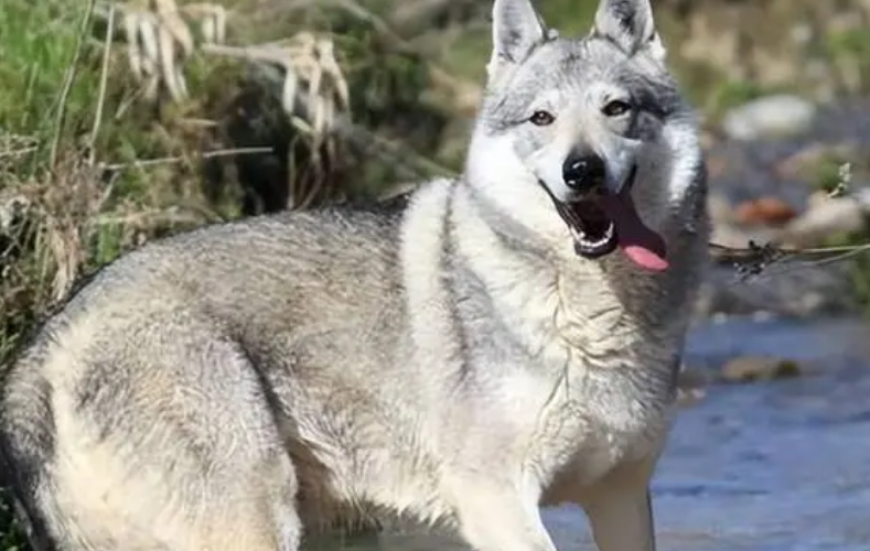捷克狼犬怎么训练大小便？训练教程来咯。