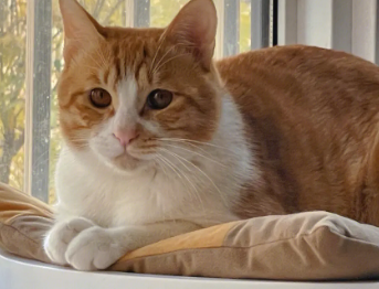 橘猫为什么喜欢舔马桶里的水?看这里~ 橘猫为什么喜欢舔马桶里的水?看这里~