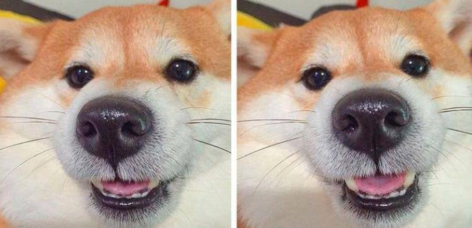 柴犬的形态特征是什么?来看看吧 柴犬的形态特征是什么?来看看吧