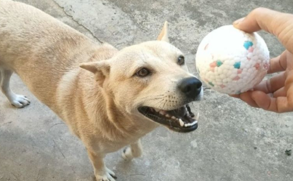 土狗怎么训练才听话视频教程