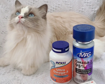 几个月的猫咪可以喂鱼油 几个月的猫咪可以喂鱼油