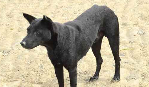 虎斑犬和五黑犬哪个好