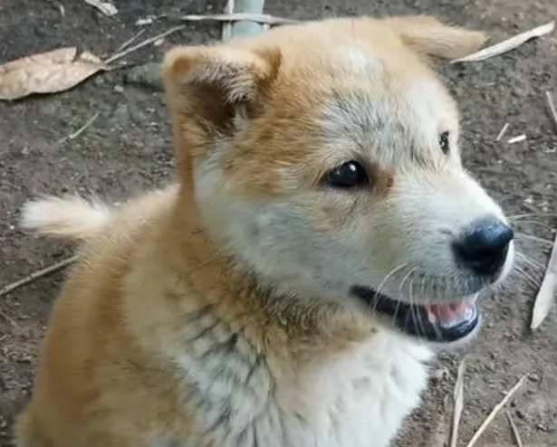 怎么看土狗立不立耳