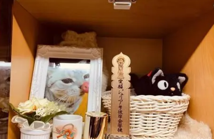 北京朝阳宠物火化场的地址