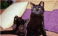 四个颜色的猫不能养