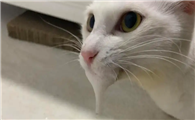 猫吐白沫第二天死了