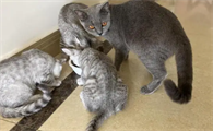 母猫银渐层公猫蓝猫的后代