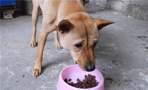 如何看待自制狗粮的人现状问题