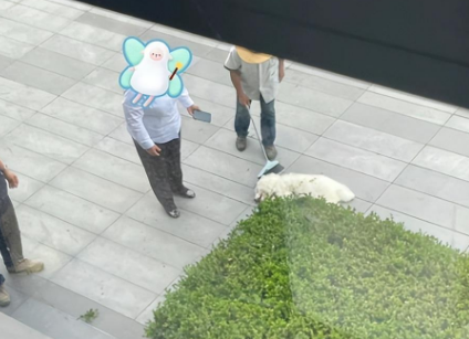 情侣吵架8楼扔狗泄愤!警方:刑拘!