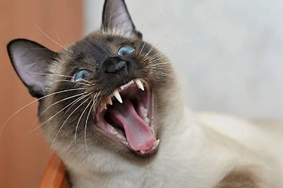 纯种猫咪比杂交猫凶猛吗 纯种猫咪比杂交猫凶猛吗