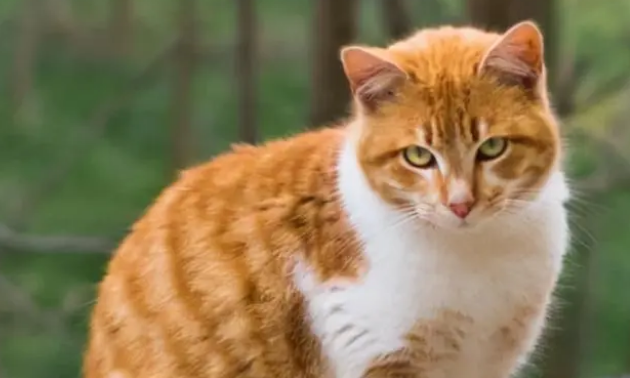 什么品种猫好养不容易生病