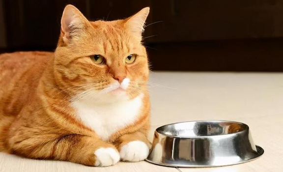 为什么主人吃饭猫咪会难过呢 为什么主人吃饭猫咪会难过呢