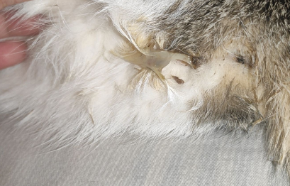 孕猫流了一点分泌物就不流了 孕猫流了一点分泌物就不流了