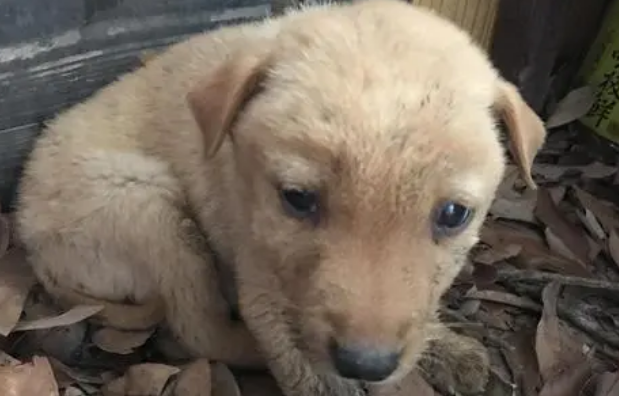 幼犬干呕吐不出东西