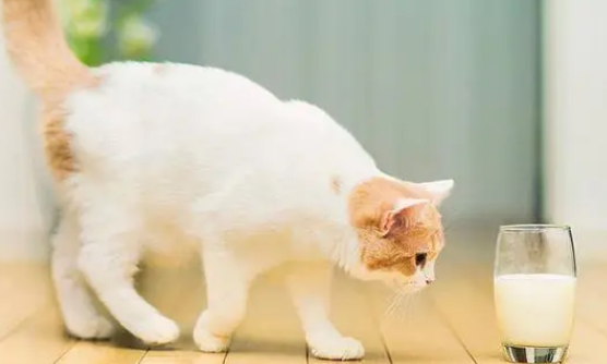 人喝的酸奶猫能喝吗 人喝的酸奶猫能喝吗