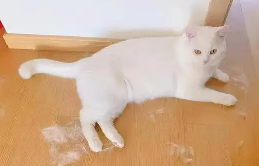 猫咪开春掉毛掉多久