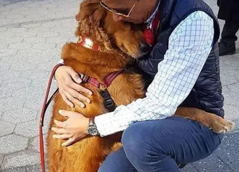 有一种坏毛病叫金毛狗狗,看见大腿就想扑过去 有一种坏毛病叫金毛狗狗,看见大腿就想扑过去