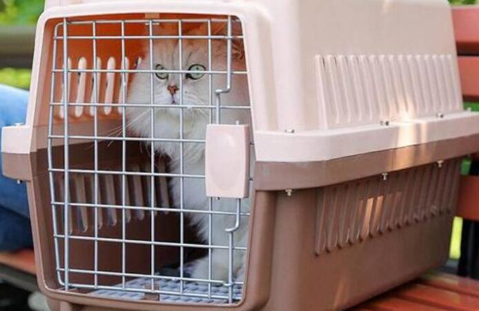 猫咪顺丰托运宠物价格表 猫咪顺丰托运宠物价格表