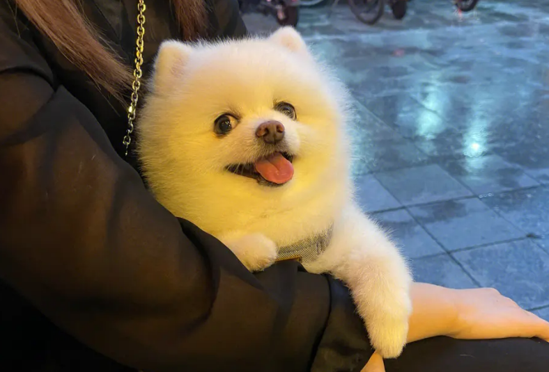 博美被打得惨叫会不会记仇