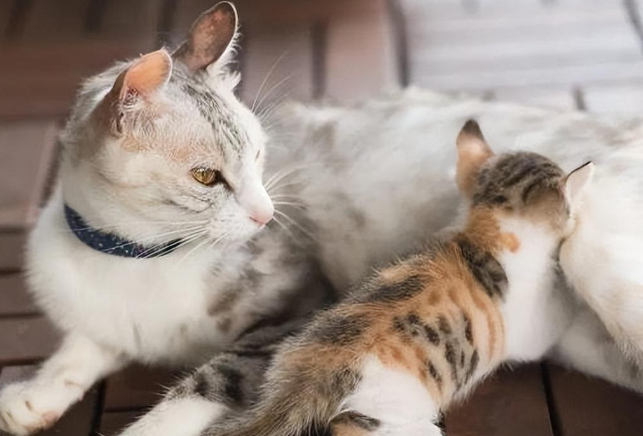 小猫离开母猫两个月回去还认吗 小猫离开母猫两个月回去还认吗
