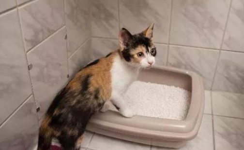 没有猫砂猫会憋死吗 没有猫砂猫会憋死吗