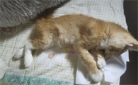 猫死了都硬了两天又活了