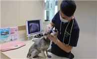 宠物美容师和宠物医生哪个更有前景呢