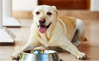 狗狗为什么没食欲了呢