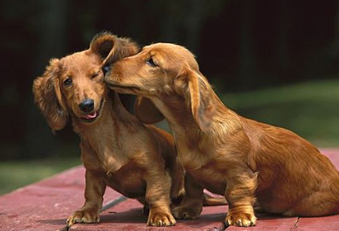 狗狗为什么喜欢舔耳朵