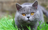 猫落水会不会淹死