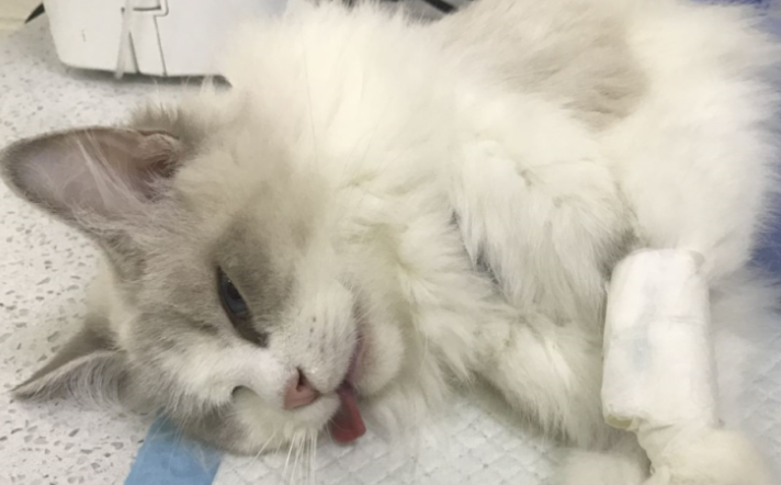 猫咪生产后多久可以做绝育手术