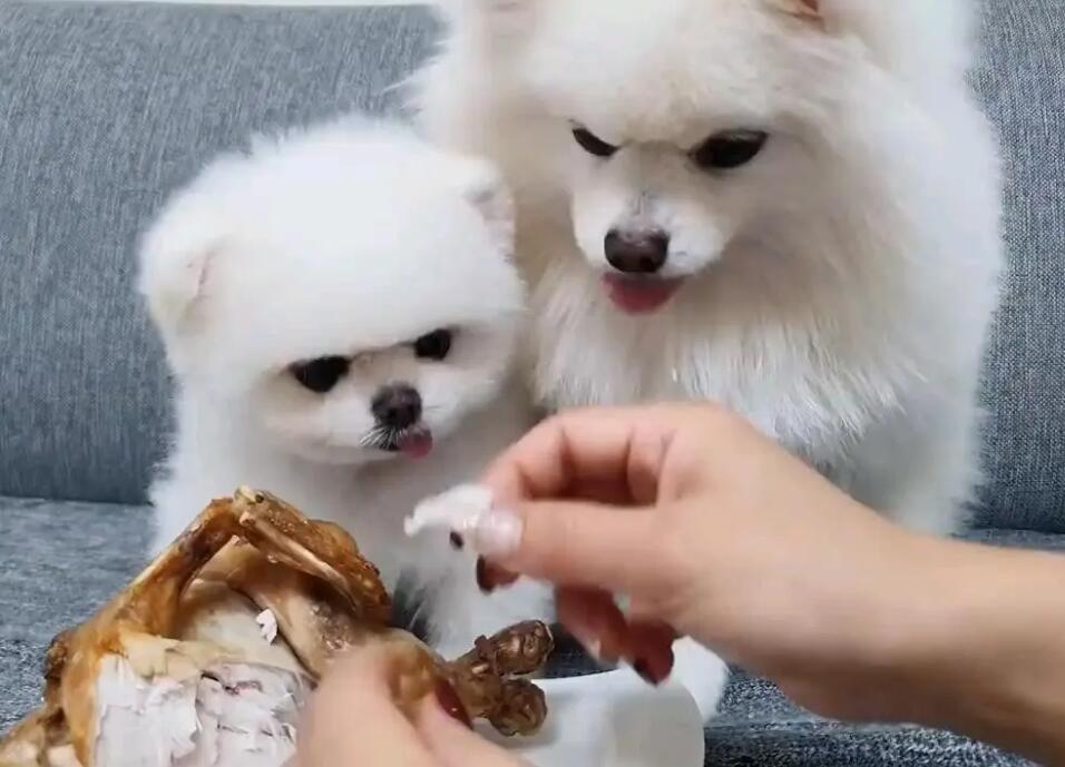 如何搭配博美狗粮给狗吃呢 如何搭配博美狗粮给狗吃呢