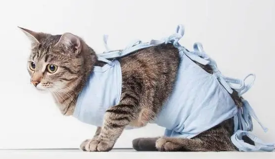 猫咪绝育后为什么不爱运动了 猫咪绝育后为什么不爱运动了