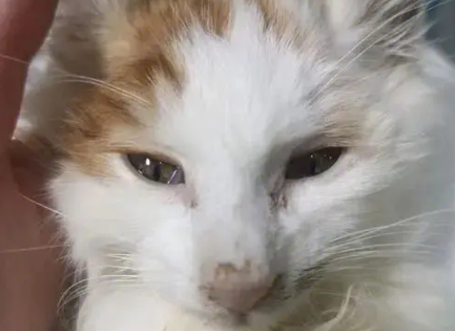 猫得了猫瘟该怎么治疗